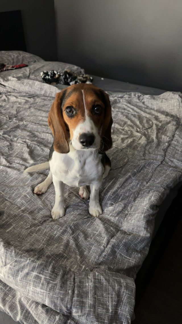 Beagle puppies 2 left!!!! in Dogs & Puppies for Rehoming in City of Halifax - Image 3