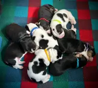 Beagle Puppies - Purebred