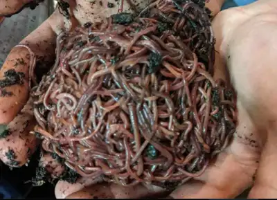 Selling the ability to turn kitchen scraps to beautiful compost. Commonly called (black gold) for as...