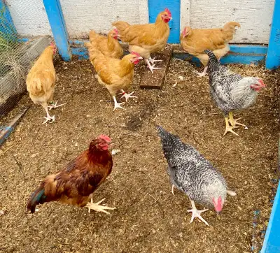 Roosters for Sale - 5 Purebred Buff Orpington ($20 each) - 2 Plymouth Rock x Buff Orpington ($15 eac...