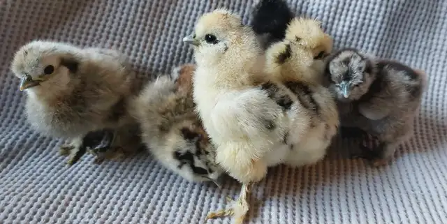 Purebred Silkie chicks in Livestock in Cranbrook - Image 5