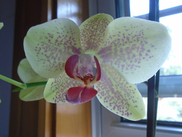 Phalaenopsis Orchid in Other in City of Halifax - Image 4
