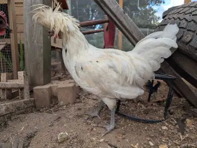white polish rooster, View more