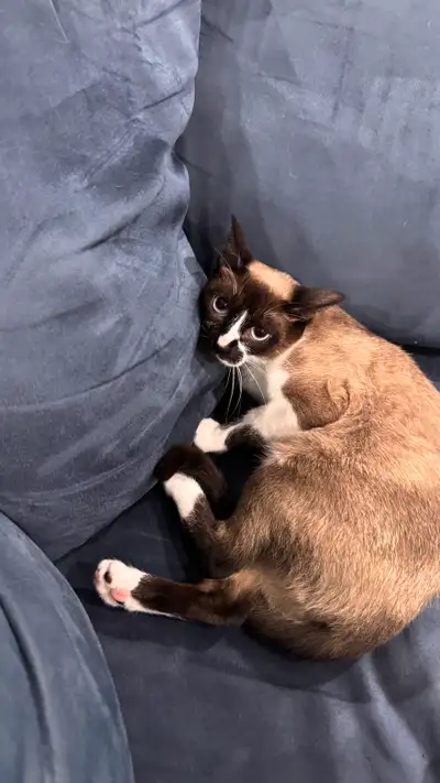 Snowshoe Cat – Friendly & Fully Vaccinated, View more