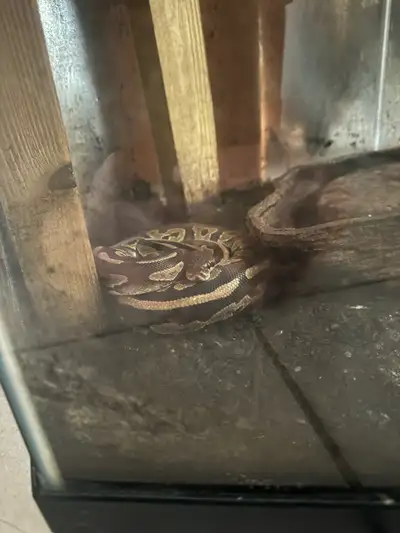  snake for rehomeing, View more