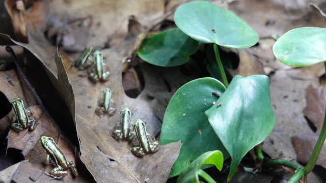 Santa Isabel dart frogs !!!SALE!!! | Reptiles & Amphibians for Rehoming
