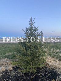 TREES FOR LESS $40 per Tree_Service In Athabasca Coun