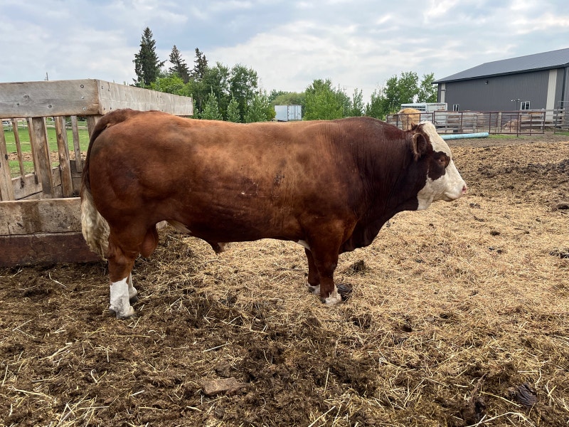 Simmental bull for rent Livestock Lloydminster Kijiji