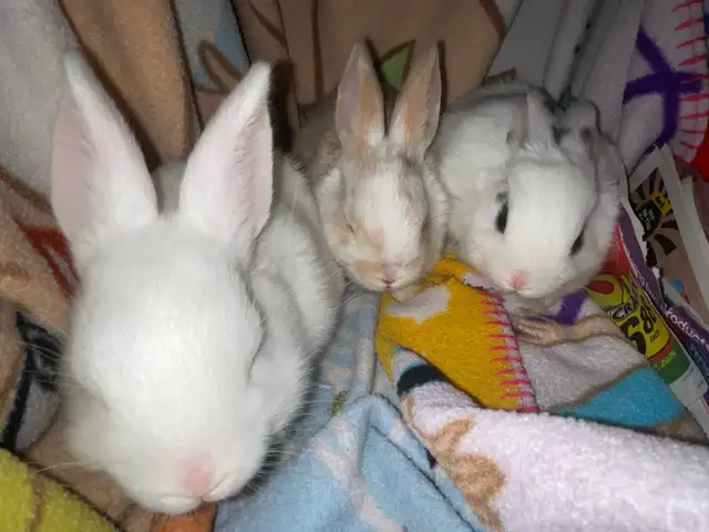 bunnies looking for a new home  in Small Animals for Rehoming in Mississauga / Peel Region - Image 5