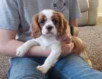 Beautifull king charles cavalier male puppy 