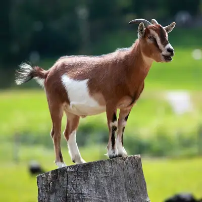 Hey im looking for a goat to buy for under 100$ each . Preferably close to Lockport. Please let me k...