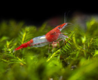 Red rili shrimp