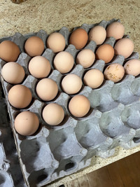 Wyandotte Hatching Eggs 