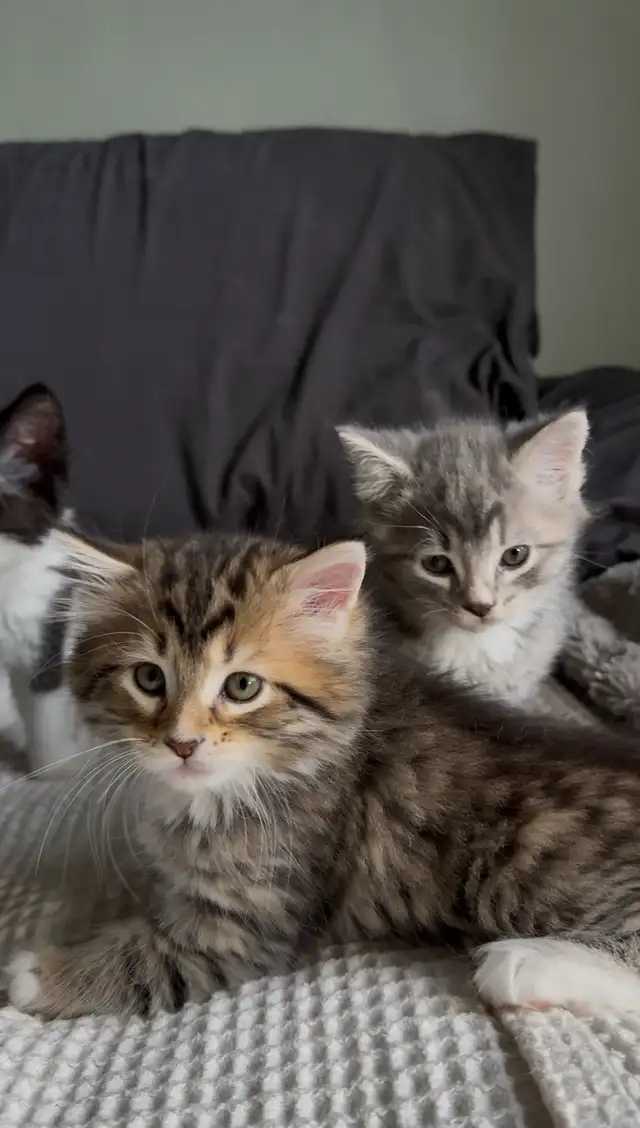 Chatons à vendre in Cats & Kittens for Rehoming in Longueuil / South Shore - Image 4