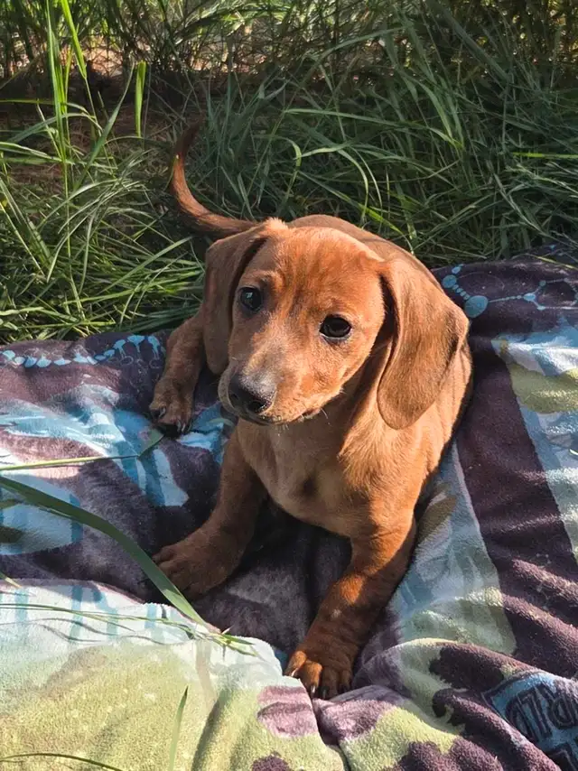chiot teckel standard male poil court in Dogs & Puppies for Rehoming in Laurentides - Image 7