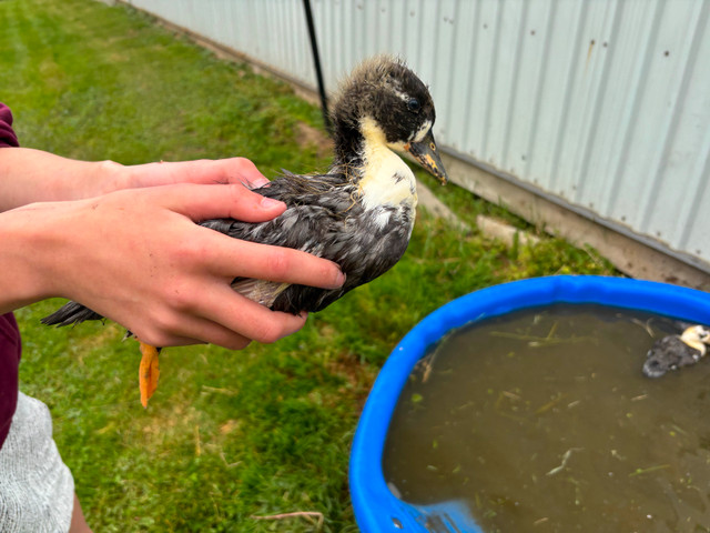 21/2 month old call ducks! in Livestock in Hamilton - Image 4