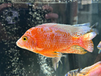 High quality Adult male African cichlids fish 