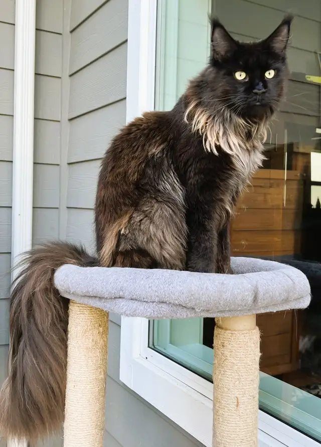 Registered Purebred Maine Coon Kittens in Cats & Kittens for Rehoming in Victoria - Image 9