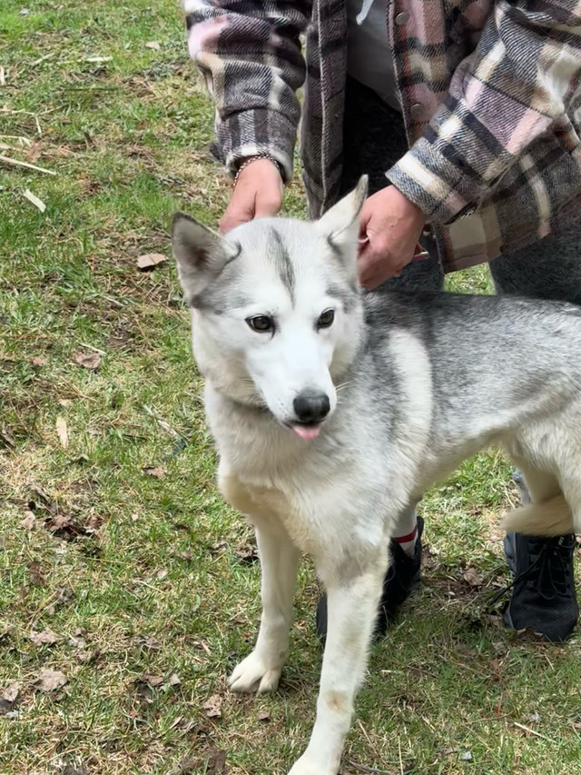 Nuka (Siberian Husky) in Registered Shelter / Rescue in Trenton