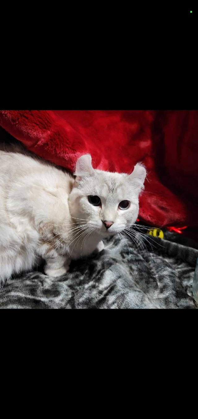 Chatons highland lynx♡ dans Chats et chatons à adopter  à Granby - Image 4