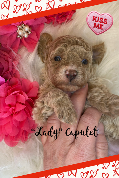 Toy Poodles, View more