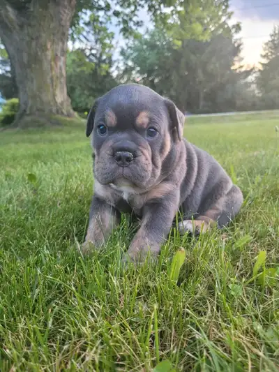 Old English bulldog, View more
