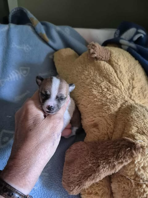 Chiot chihuahua mâle miniature dans Chiens et chiots à adopter  à Saguenay - Image 2