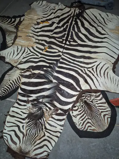 Assorted rugs 2 zebra 1 impala,1 croc belly skinall for $500, zebra rugs need some TLC