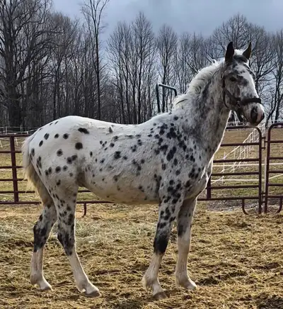 Beautiful Appy/KPWN gelding, View more