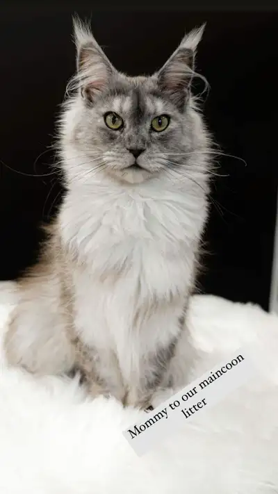 ADULT MAINCOON  URGENT MUST GO TODAY, View more
