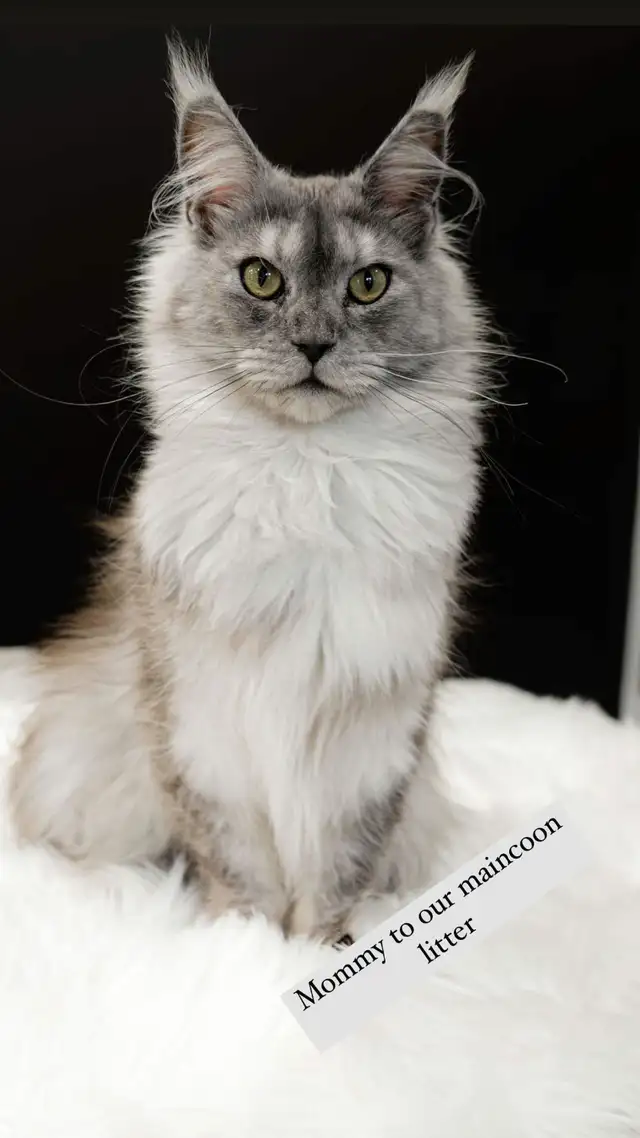 ADULT MAINCOON  URGENT MUST GO TODAY in Cats & Kittens for Rehoming in Laval / North Shore - Image 2