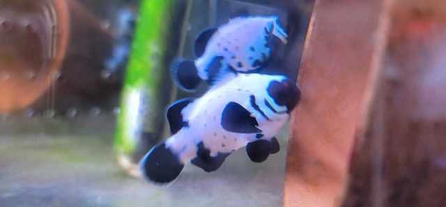 Black frostbite clownfish(bonded) in Fish for Rehoming in St. Catharines - Image 2