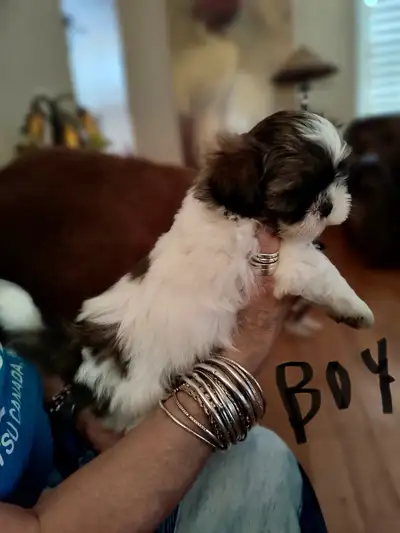 Only 2  Shih tzu puppies  left, View more