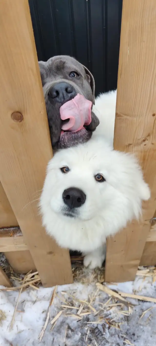 Samoyed ️ | Dogs & Puppies for Rehoming | Brantford | Free local ...