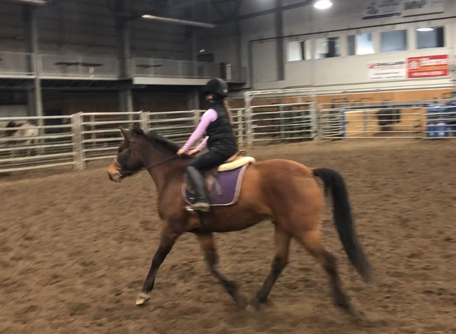 **SOLD** 2019 Registered Half-Arab Gelding in Horses & Ponies for Rehoming in Edmonton - Image 3