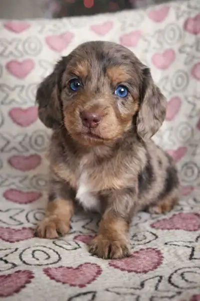 dachshund, View more