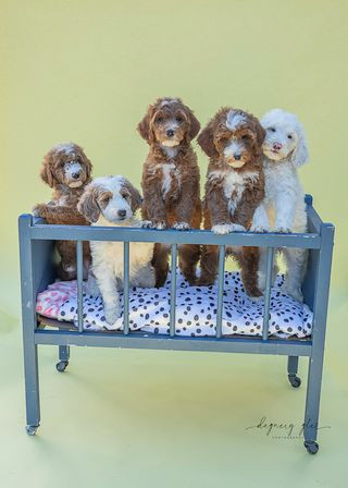 Beautiful Goldendoodle Puppies in Dogs & Puppies for Rehoming in Vancouver - Image 2