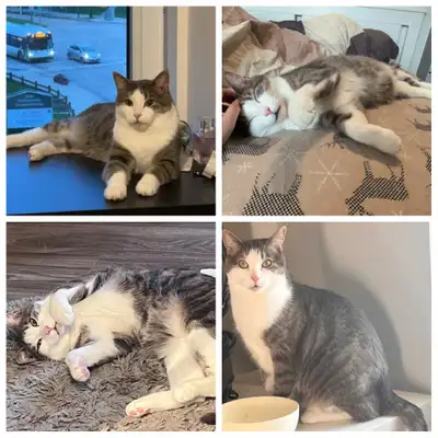 Friendly Adult Cat Looking for a Loving Home, View more
