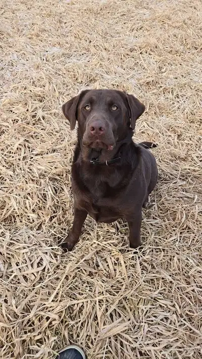 Hello! I'm on the lookout for a responsible and caring dog sitter to look after my two wonderful dog...