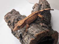 Crested gecko 7g