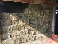 hay for sale