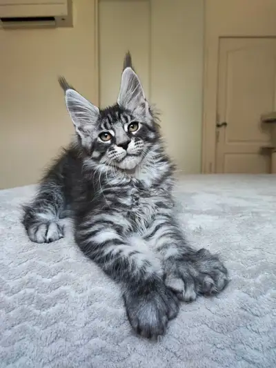 (not my picture) i’m looking for a pure bread male poly maine coon kitten if anyone has any or any l...