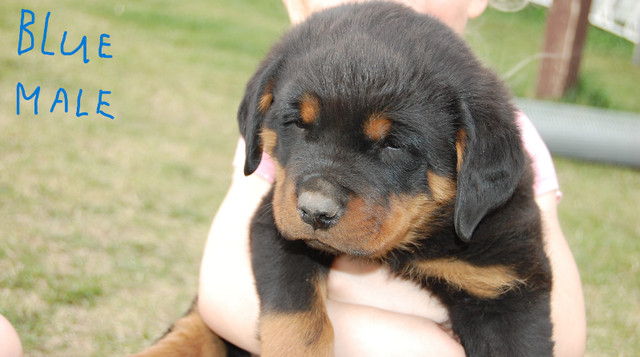 rottweiler puppies in Dogs & Puppies for Rehoming in Edmonton