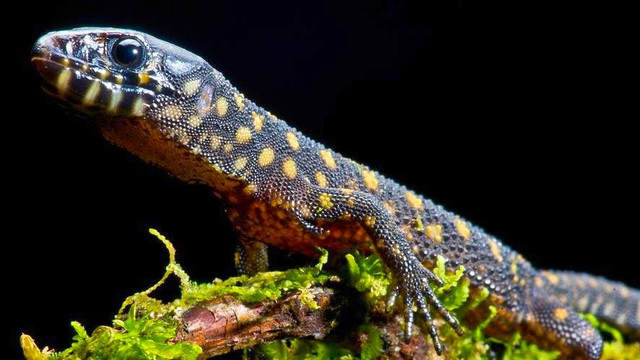 Yellow Spotted Night Lizards in Reptiles & Amphibians for Rehoming in Oshawa / Durham Region