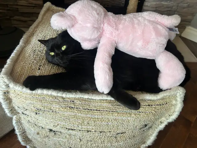 Cat looking for new home in Cats & Kittens for Rehoming in Ottawa - Image 3