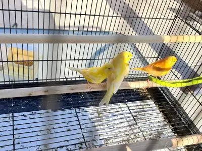 canary male and female, View more