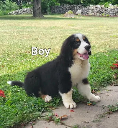 Bernese Mountain dogs. Purebred, View more