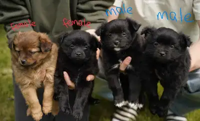 We have 4 adorable Pomeranian cross Chihuahua puppies looking for their forever homes, 2 females and...