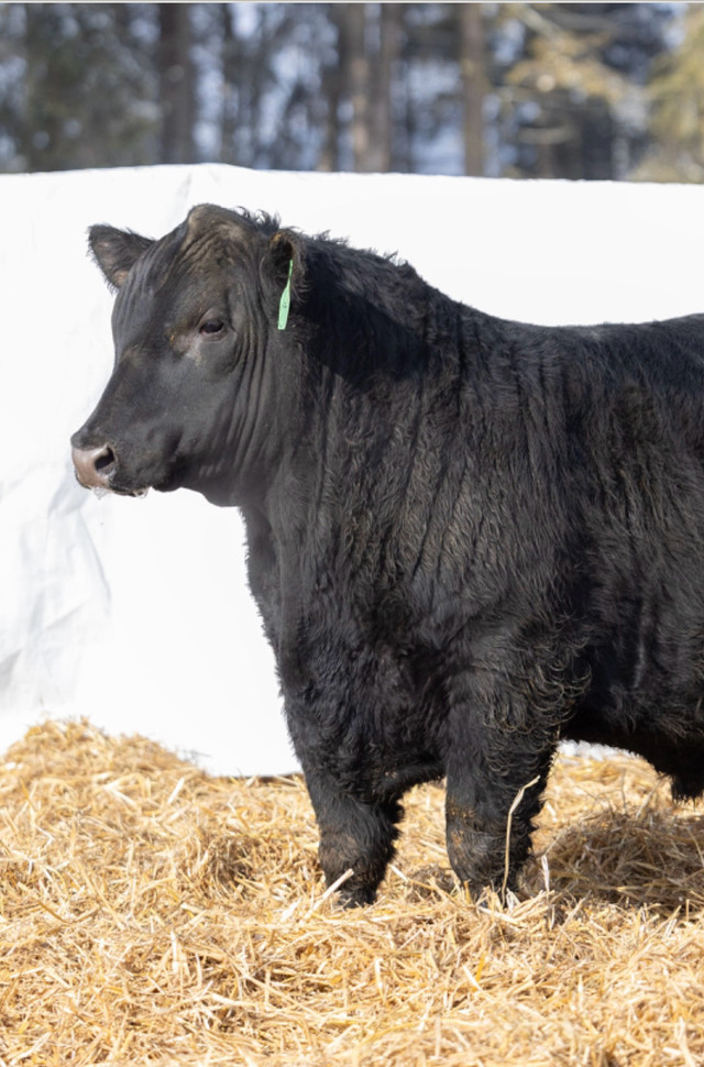 Black Angus Bulls For Sale in Livestock in Quesnel
