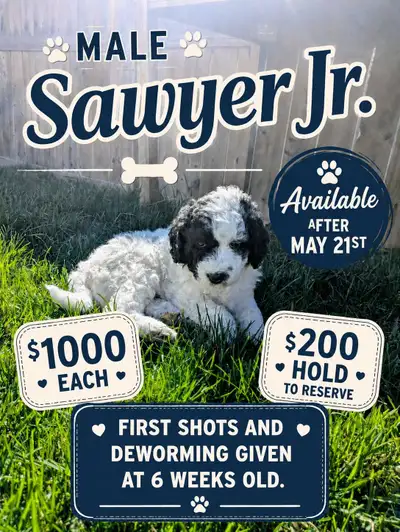 Sheepadoodle Puppies Looking For Loving Homes, View more